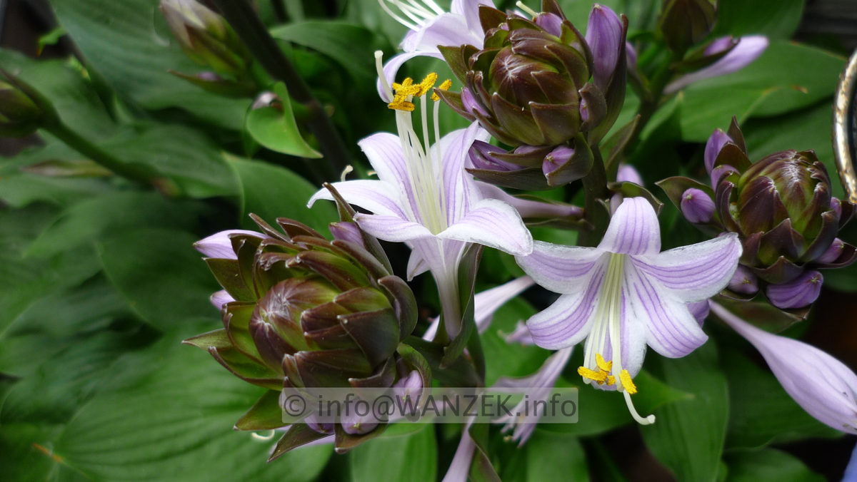 Hosta ventricosa Compacta Nana - Bluete 004.JPG